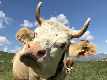 Impfung der Marktkälber gegen Kälbergrippe